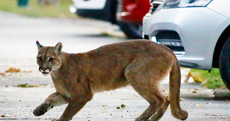 Quand les animaux se promènent en ville pendant le confinement