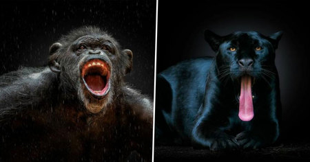 40 portraits d'animaux sauvages comme vous ne les avez jamais vus