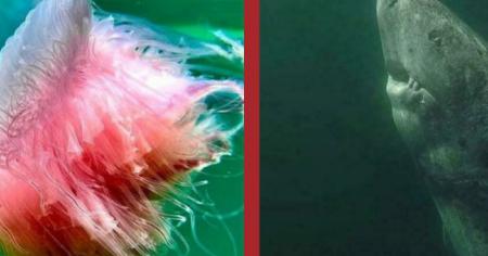 30 photos des mers, bienvenue sous l'océan (partie 1)