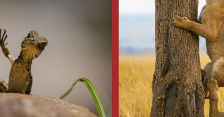 Comedy Wildlife Awards 2025 : 10 clichés hilarants du concours photo