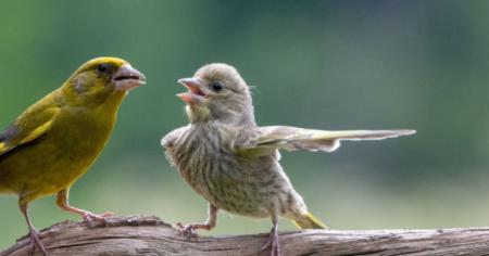 19 photos insolites d'animaux