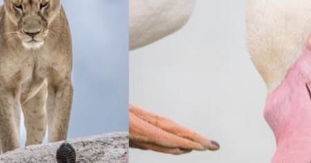 Top 14 des photos d'animaux les plus incroyables de 2025