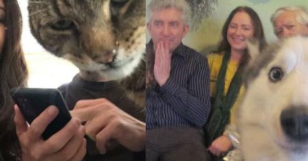 Ces 26 animaux sont les rois pour gâcher vos photos