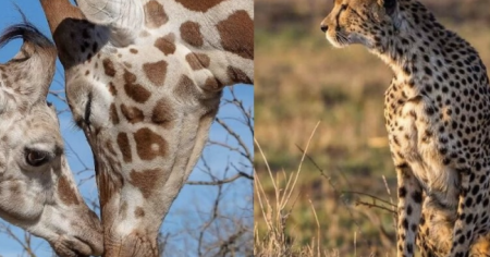 Ces 29 bébés animaux et leur mère sont adorables