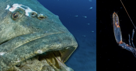 Ocean Photographer of the Year 2025 : les plus belles photos sous-marines de l'année