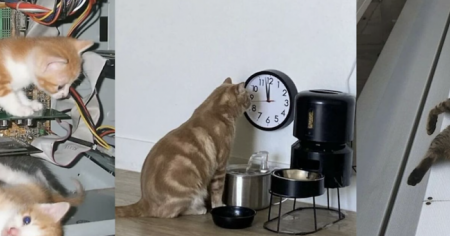 21 photos insolites qui prouvent que les chats sont des êtres à part
