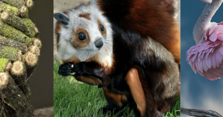 Ces 37 animaux insolites que vous n'avez probablement jamais vus