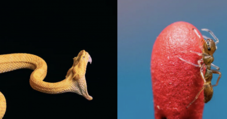 Ces photos d'animaux sont les plus esthétiques que vous ayez vues