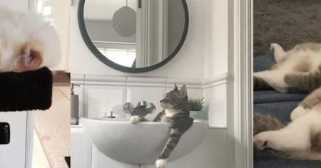 28 preuves que les chats dorment n'importe où et n'importe comment