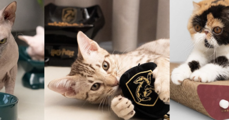 Fan d'Harry Potter et propriétaire de chat, nous avons ce qu'il vous faut