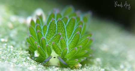 Cette adorable limace de mer va vous séduire par ses caractéristiques uniques