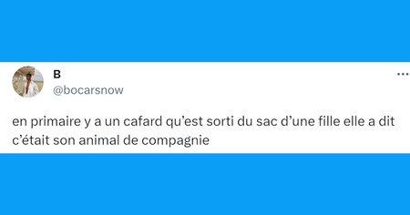 Top 20 des tweets les plus drôles sur les animaux de compagnie, nos amis