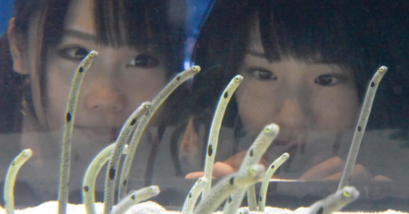 Cet aquarium de Tokyo demande aux visiteurs d'appeler par FaceTime ses anguilles !