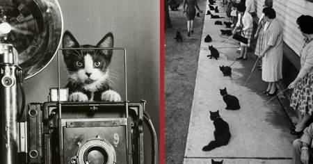 20 photos qui prouvent que les chats ont traversé l'Histoire