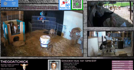 Twitch : regarder des animaux de la ferme en direct, nouvelle tendance de la plateforme