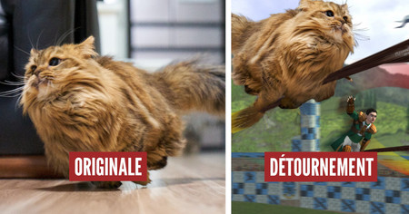 Photoshop Battle : ce chat détale en courant, les internautes se déchaînent