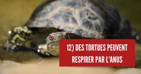 15 faits étonnants sur les animaux