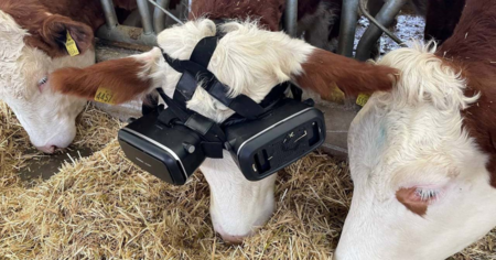 WTF : des casques VR (encore) testés sur des vaches pour augmenter la production