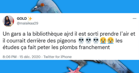 Top 20 des tweets les plus drôles sur les pigeons, ces créatures démoniaques