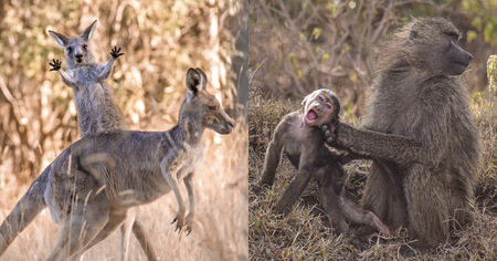 Découvrez les 30 animaux les plus drôles du Comedy Wildlife Photography Awards 2023