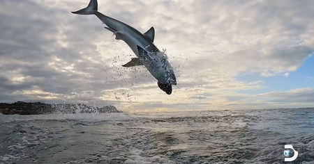 Un grand requin blanc établit un nouveau record du monde de saut, l'impressionnante vidéo