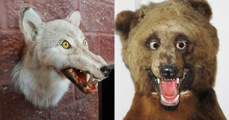 Taxidermie : 22 photos d'animaux empaillés totalement ratés