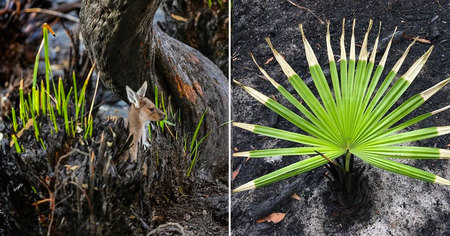 Australie : après les incendies, la nature reprend ses droits (photos)