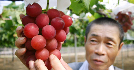 Une grappe de raisin vendue 10 000 € aux enchères