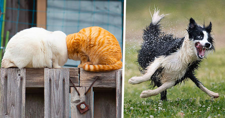 16 photos d'animaux de compagnie hilarantes du Comedy Pet Photos Awards