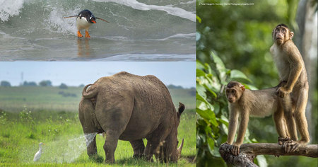 Découvrez les 40 animaux les plus drôles du Comedy Wildlife Photography Awards 2019