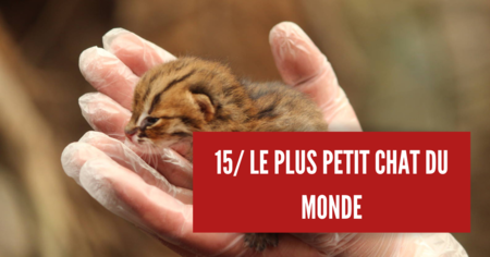 15 faits insolites, mais pourtant totalement véridiques (partie 2)