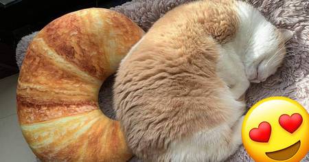 Ces 30 photos vous donneront envie d'avoir ces chats trop mignons chez vous