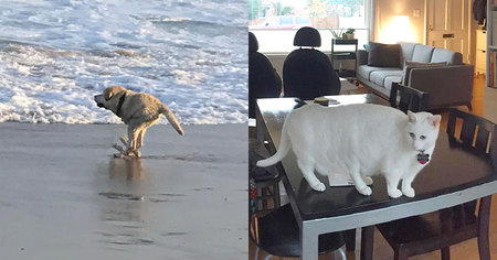 40 fails de photos d'animaux en mode panoramique