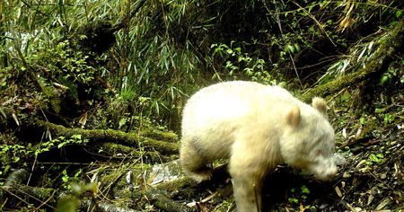 Le tout premier panda albinos photographié en Chine