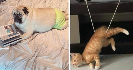 35 photos d'animaux retrouvés dans des situations complètement absurdes