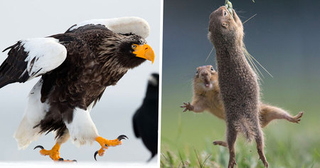 10 photos inédites et hilarantes d'animaux du Comedy Wildlife Photography Awards 2021 pour lancer l'édition 2022