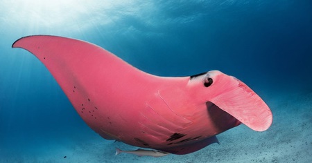 La seule raie manta rose connue à ce jour photographiée le long de l'île Lady Elliot en Australie