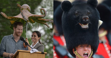 Quand des animaux sont mélangés avec différentes choses de notre quotidien (39 images)