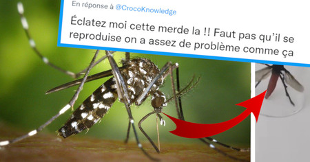 Twitter : cette vidéo d'un moustique géant fait le buzz, les internautes réagissent avec humour (15 tweets)