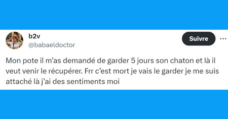 Top 20 des tweets les plus drôles sur les chatons, vous allez craquer