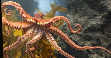 Un poulpe attaque une femme qui tente de le manger vivant