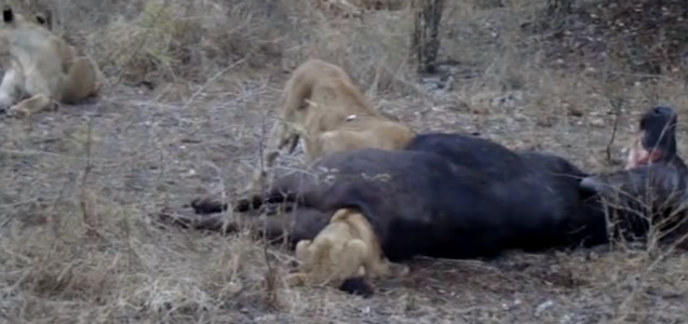 Un lionceau coince sa tête dans le cul d'un buffle