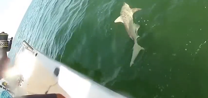 Un mérou géant "gobe" un requin (vidéo)