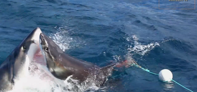 Vidéo : deux requins blancs qui s'affrontent