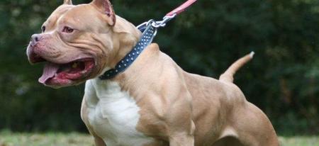 Top 24 des photos qui prouvent que le pitbull est un animal très dangereux