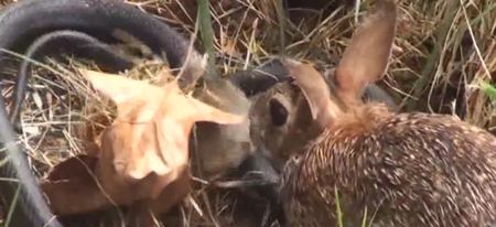 Ce combat entre une lapine et un serpent est vraiment impressionnant