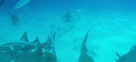 Il accroche une GoPro sur le dos d'un requin