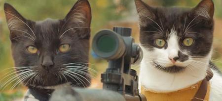 Chats VS zombies : la meilleure parodie de The Walking Dead avec des chats !