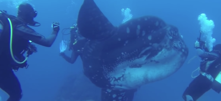 Des plongeurs sont tombés sur un immense poisson lune au beau milieu de l'océan 