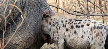 Cette hyène va regretter d'avoir tenté de manger un éléphant par l'anus (vidéo)